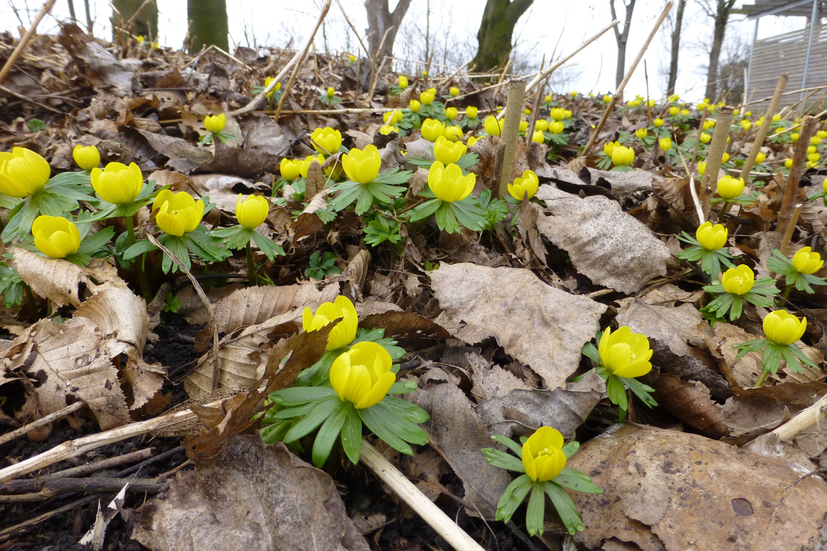 Frühlingsblüher im Garten Der richtige Umgang mit Zwiebelpflanzen