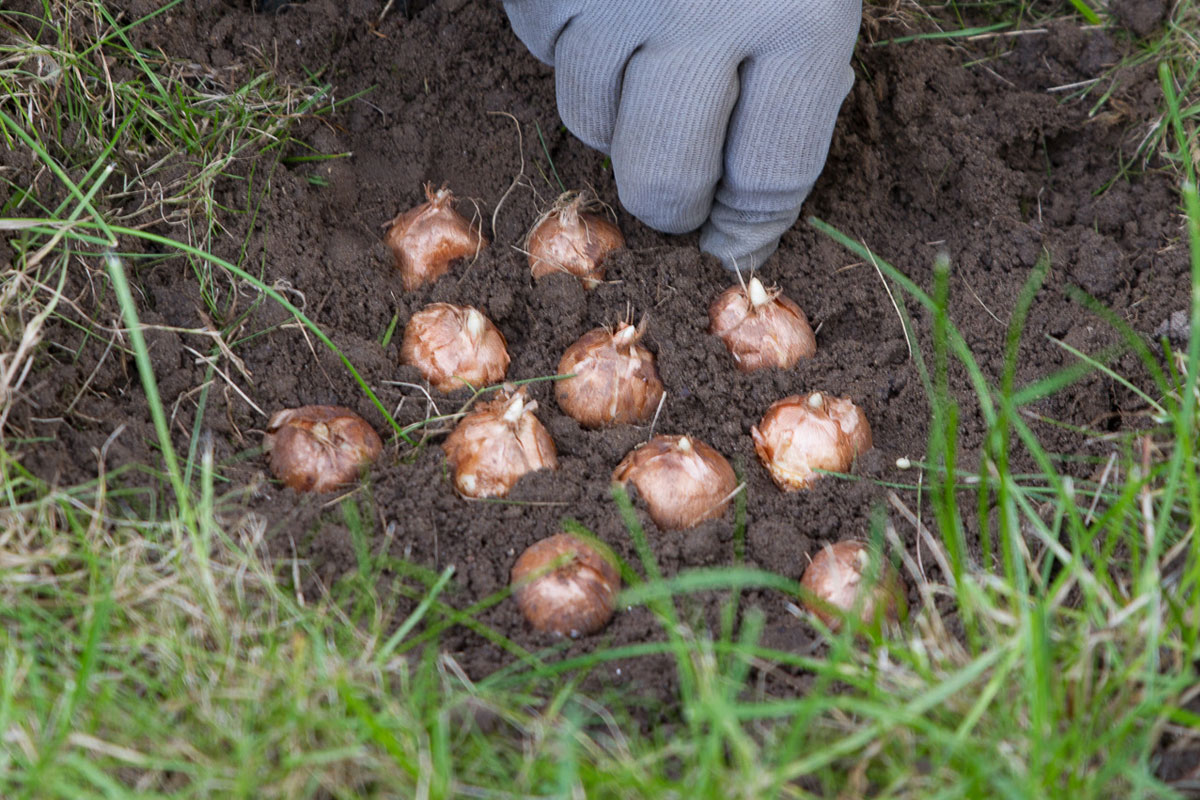 Krokusse pflanzen Anleitung diybook.at