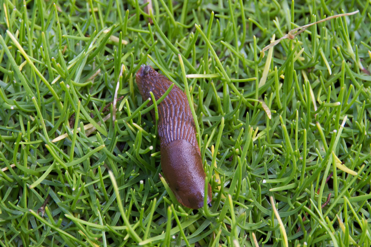 Nematoden Schnecken bekämpfen mit Hilfe der Natur