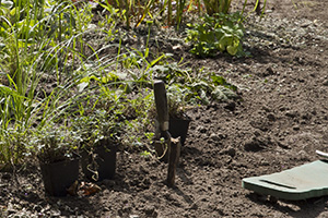 Staudenbeet anlegen - Rabatten neu gestalten - Anleitung und Tipps ...