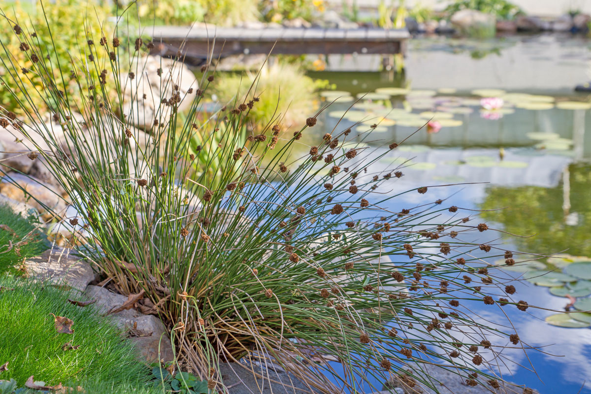 Teichpflanzen Mühlan Farbe am Gartenteich 10 gemischte Iris für die