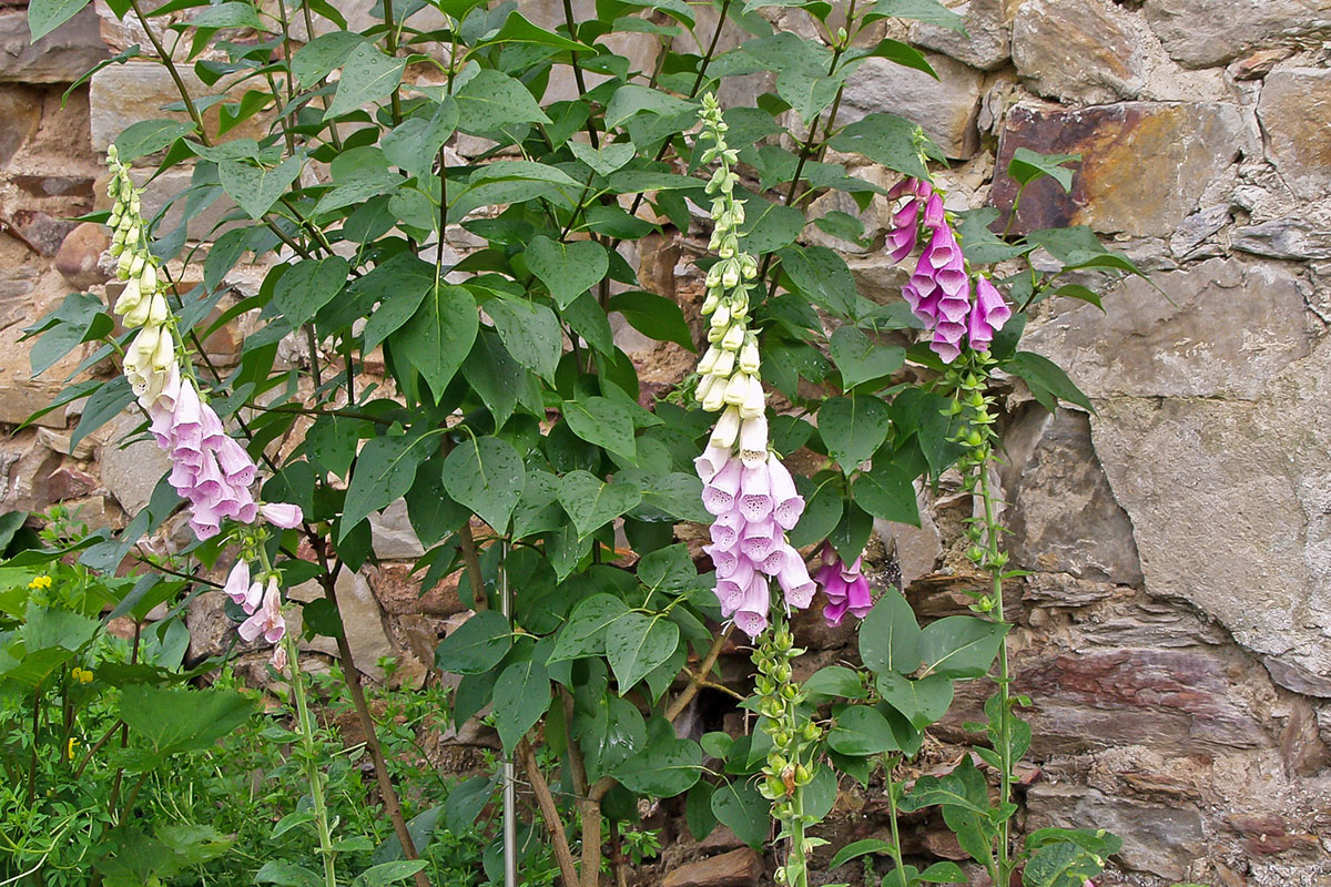 Die 10 schönsten Wildpflanzen für den Naturgarten Garten