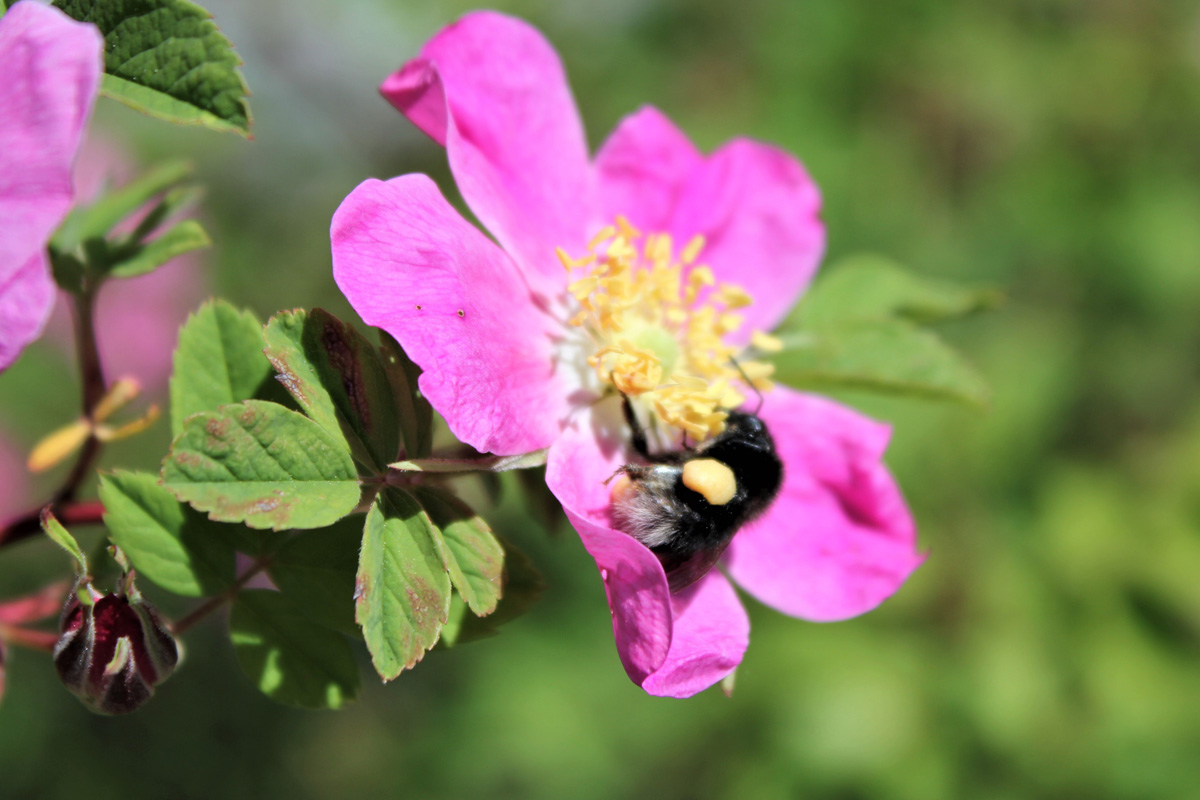 Historische Rosen und Wildrosenarten für den Naturgarten