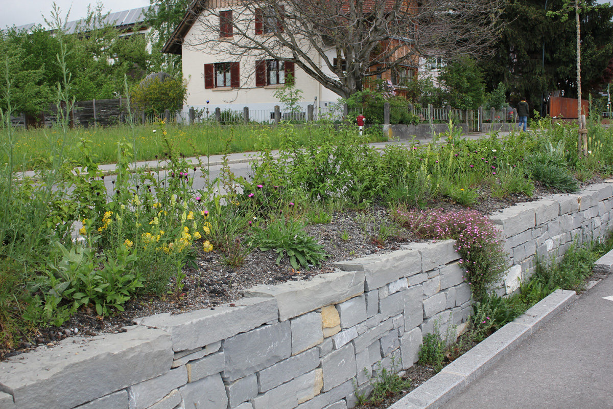 im Garten Buntes Wildstaudenbeet anlegen