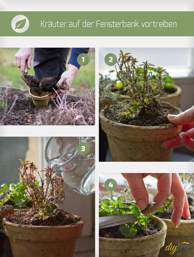 Kräuter auf der Fensterbank vortreiben Garten diybook.at