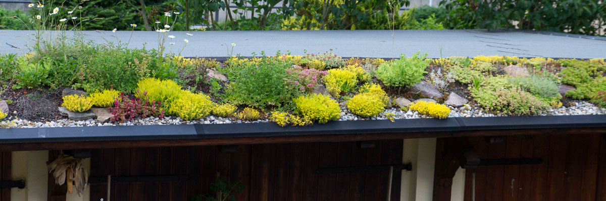 Dachbegrünung 10 Pflanzen für jedes Gründach Garten diybook.at