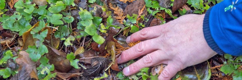 Der Garten im November Tipps & Tricks vom Gärtner diybook.at