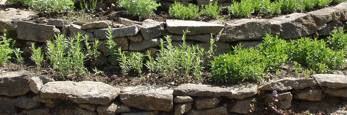 Der Kräutergarten – Aromatherapie im heimischen Grün - Garten @ diybook.at