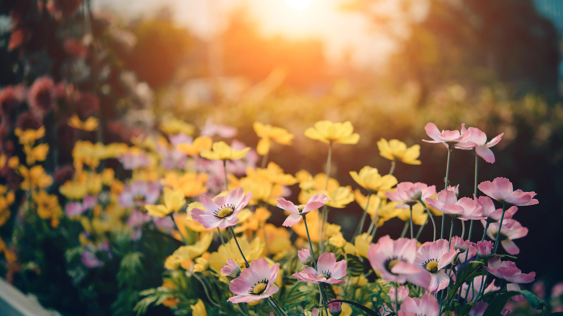 Gartengestaltung: Tipps und Tricks für ein schönes Zuhause in Garten