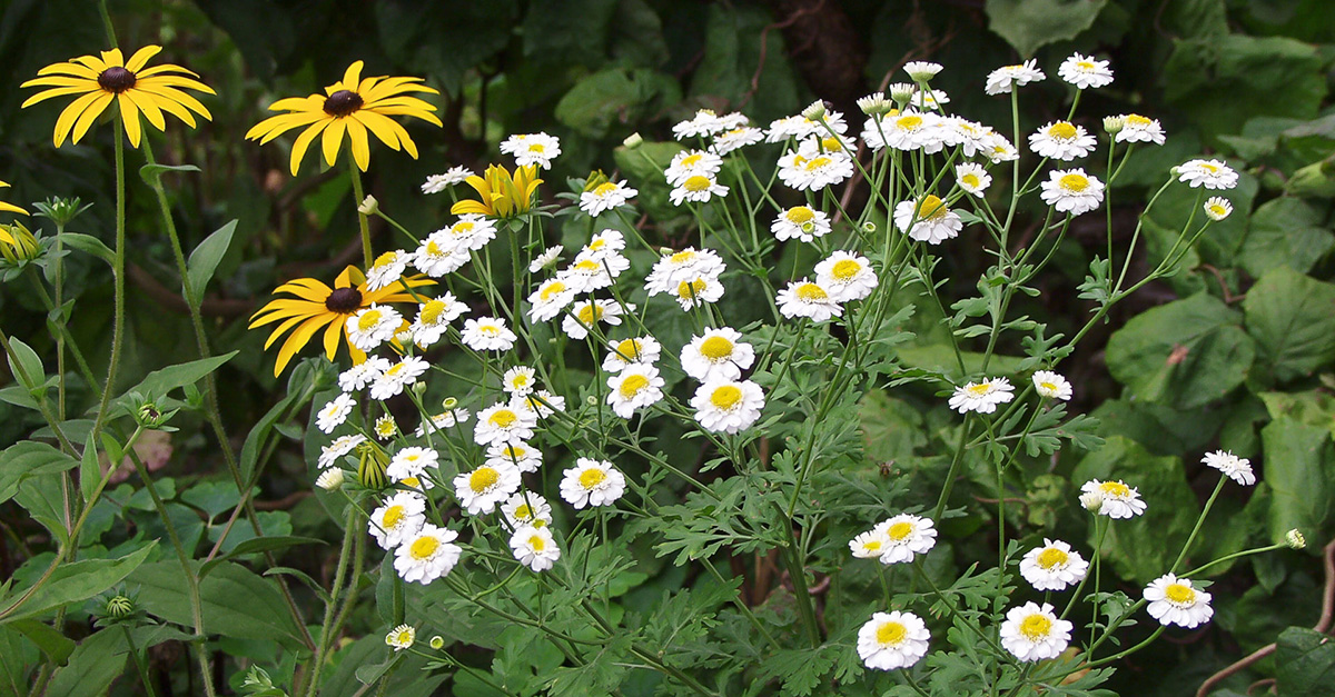 Die 10 wichtigsten Heilpflanzen aus dem Garten Garten diybook.at