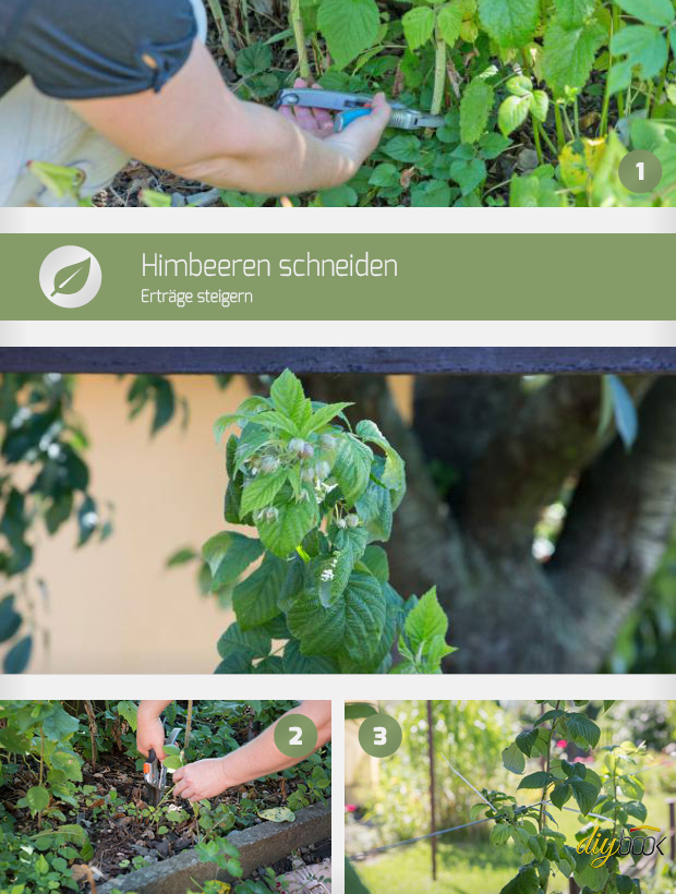 Himbeeren Schneiden Ertrage Steigern Garten Diybook At