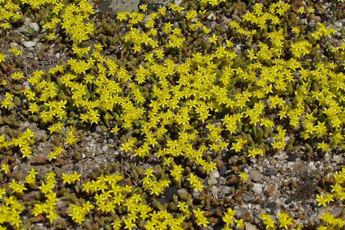 Bodendecker Pflanzen Zeitpunkt