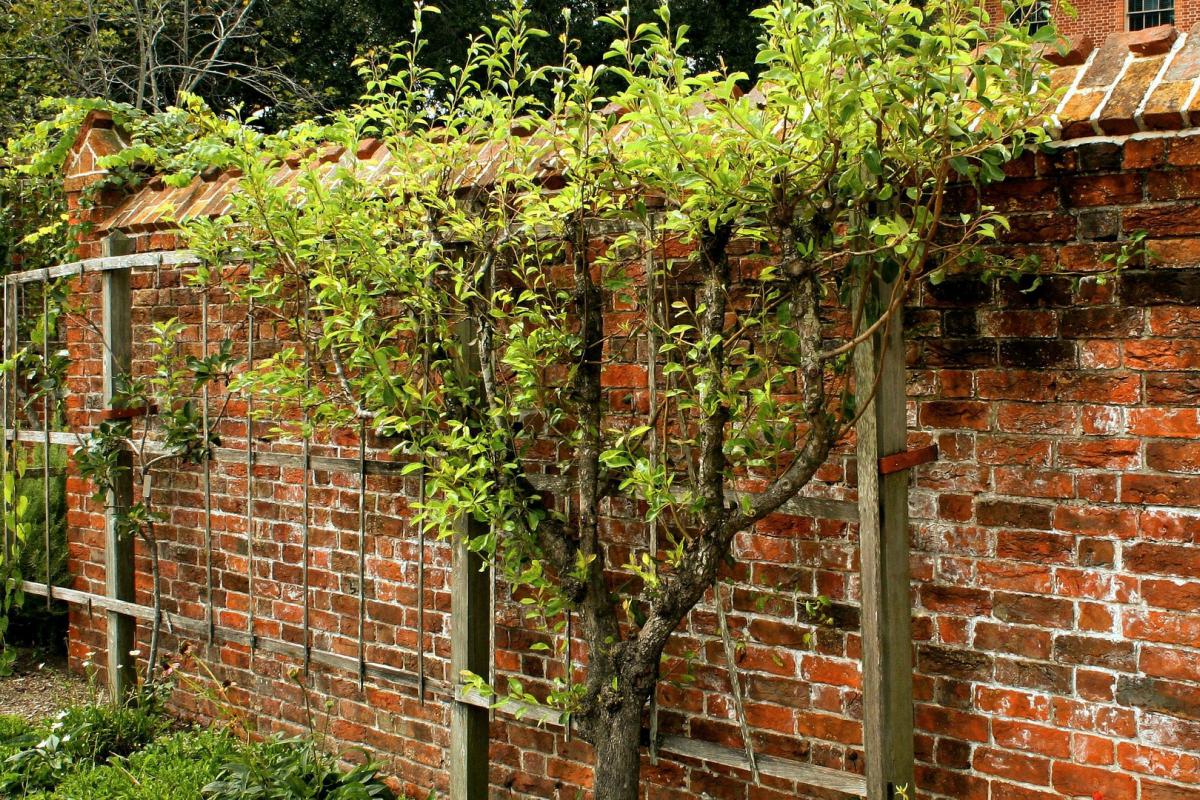 Garten Sichtschutz Natürlich Attraktives Wohndesign