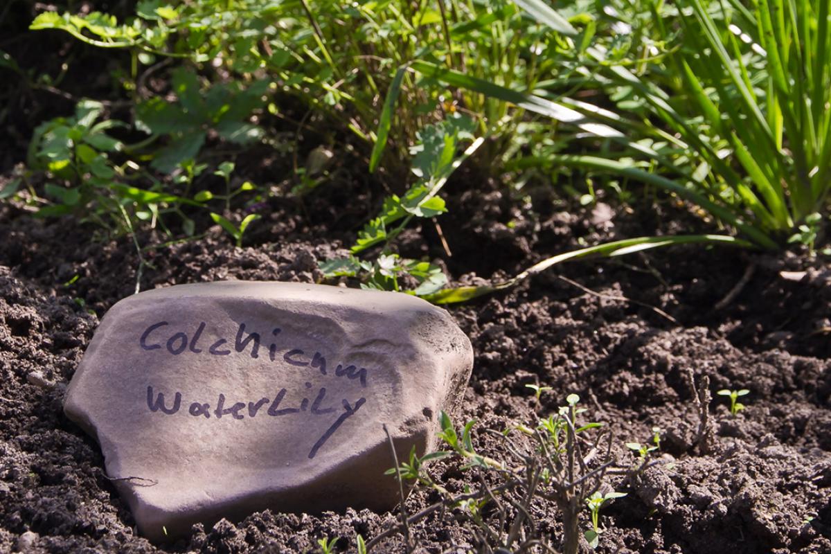 Blumenzwiebeln Pflanzen Ausgraben Vermehren Und Umpflanzen