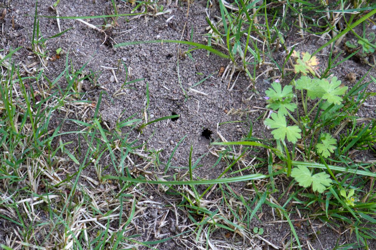 Ameisen Naturlich Bekampfen Garten Diybook At