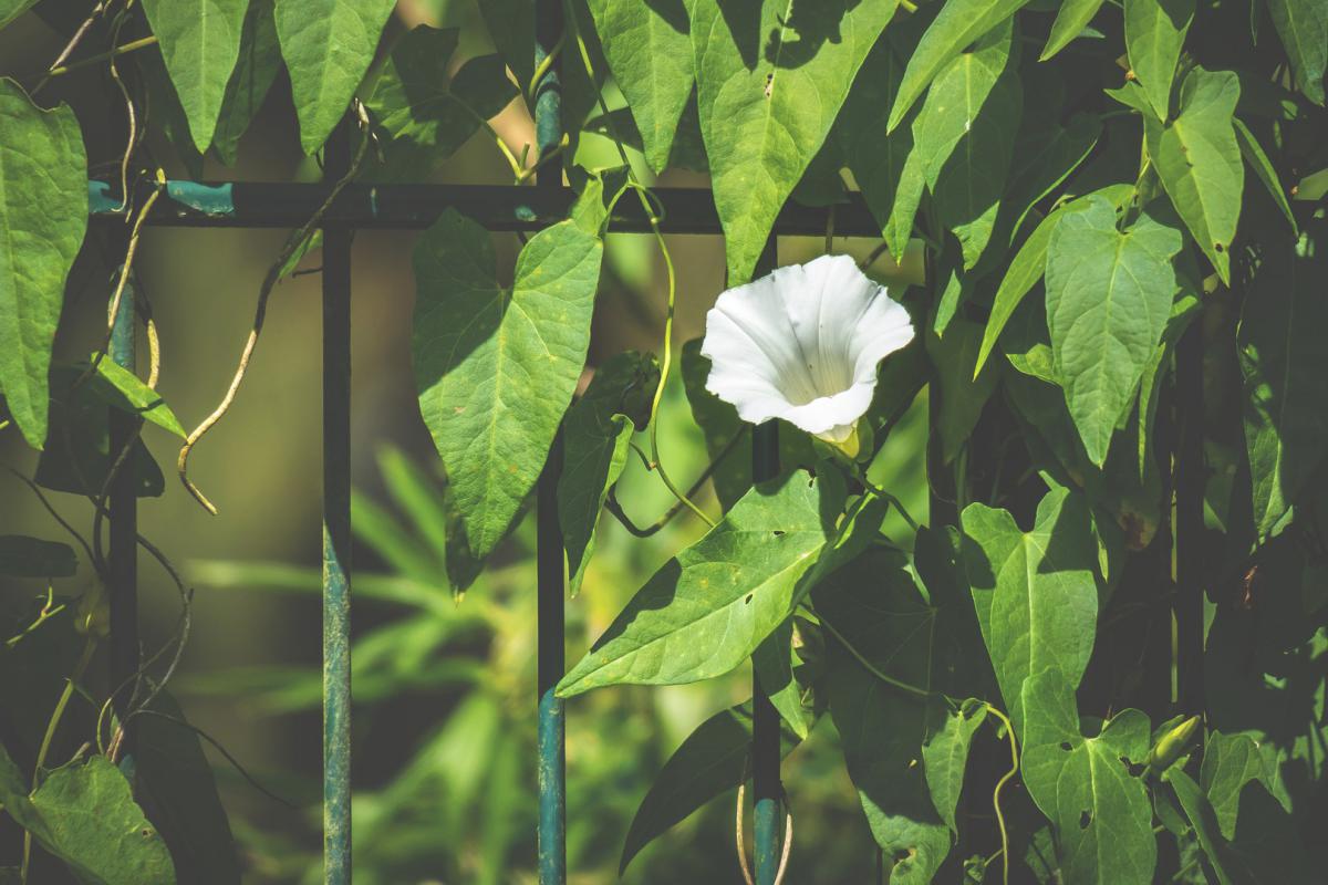 Sichtschutz Fur Den Garten Das Sind Die Besten Optionen Garten