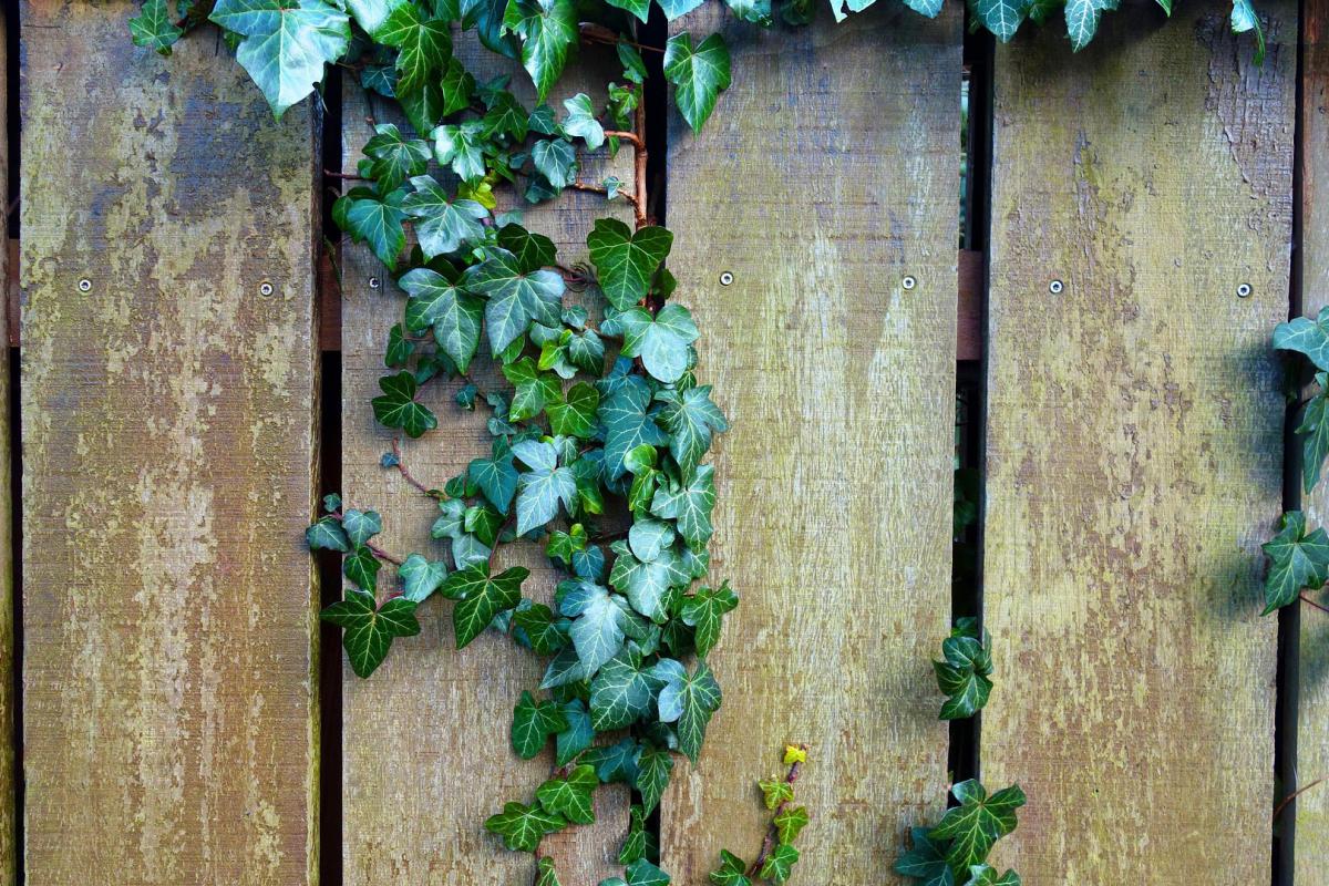 Sichtschutz Fur Den Garten Das Sind Die Besten Optionen Garten