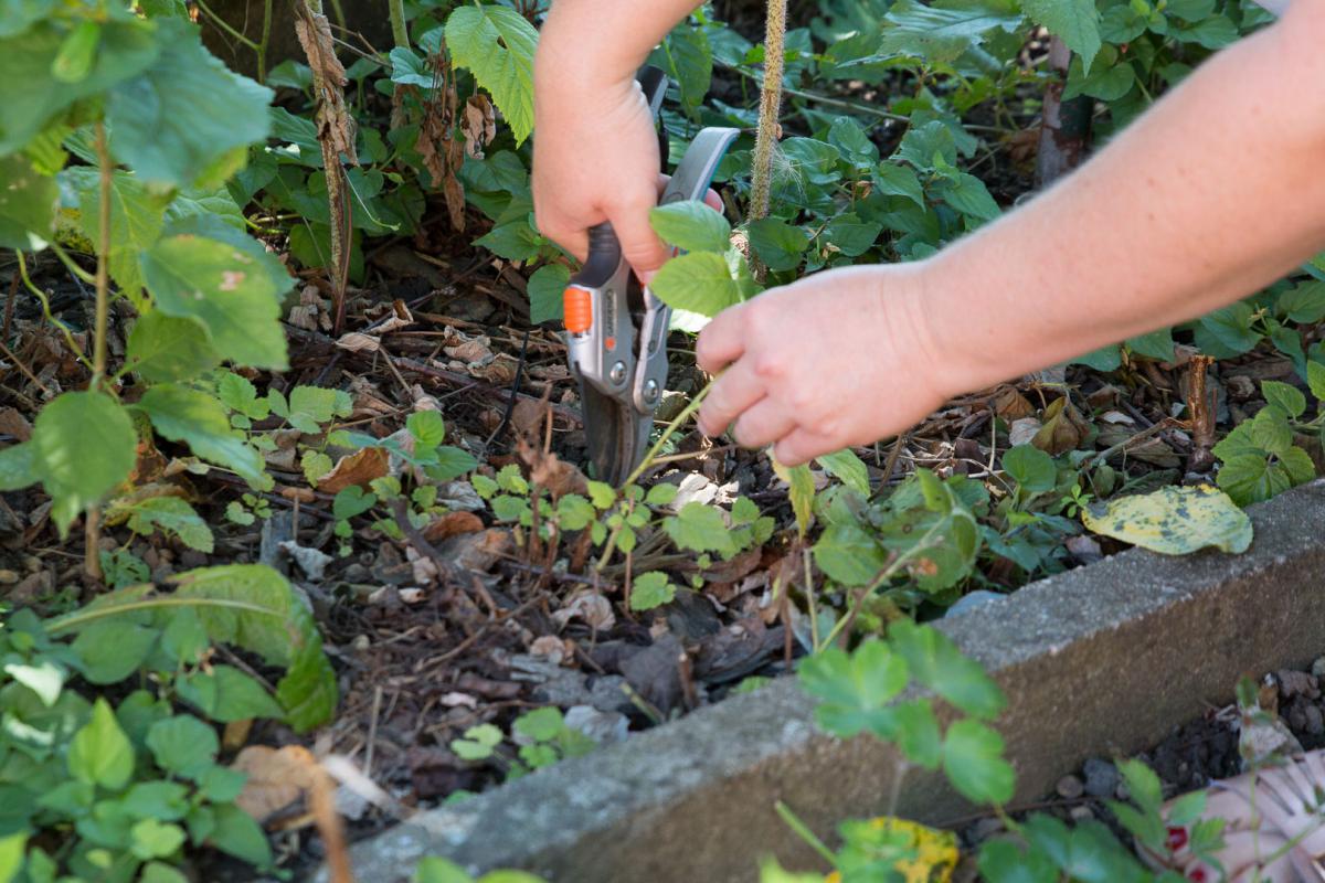 Himbeeren Schneiden Ertrage Steigern Garten Diybook At