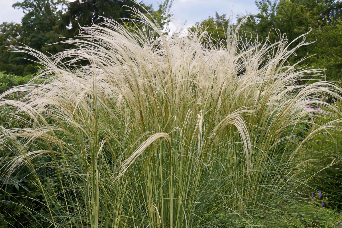 Schöne Gräser Für Den Garten Mit Zittergras, Chinaschilf