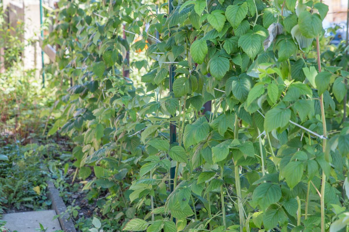Himbeeren Schneiden Ertrage Steigern Garten Diybook At