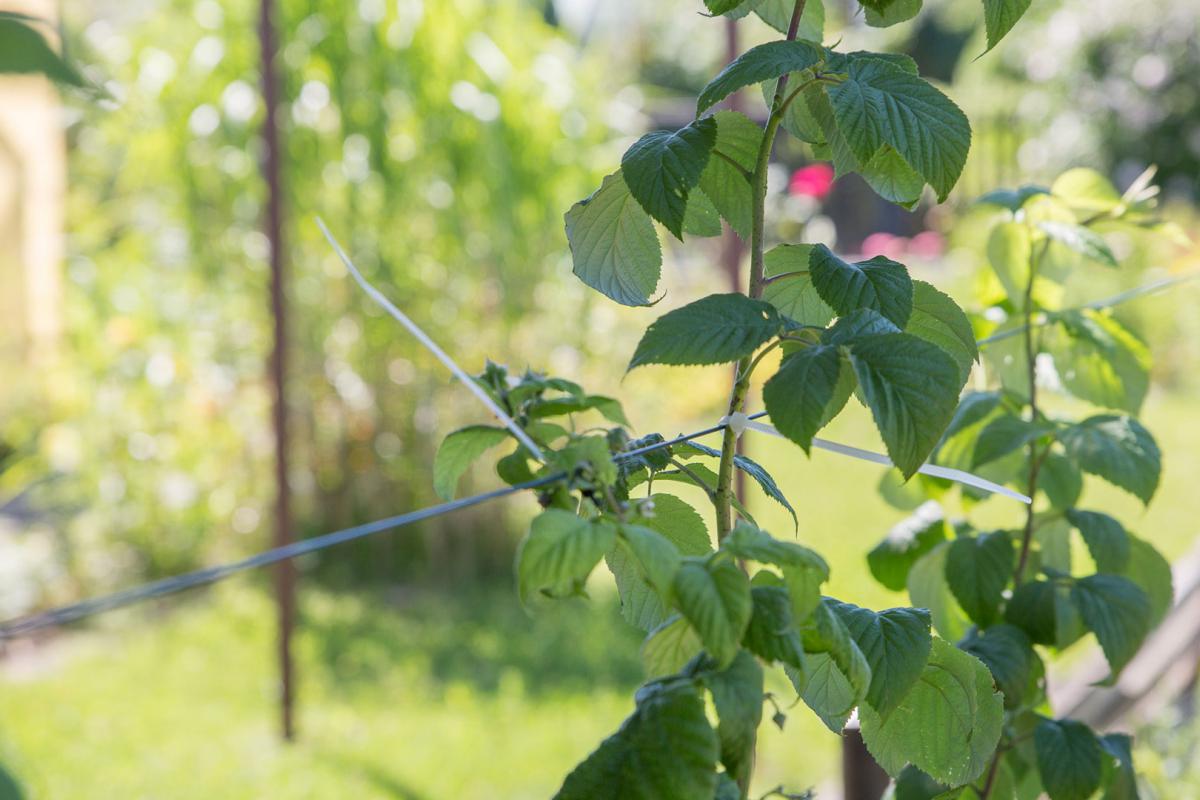 Himbeeren Schneiden Ertrage Steigern Garten Diybook At