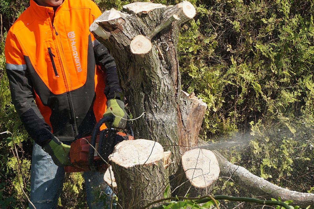 Baum Fallen Anleitung Baum Selber Fallen 2020 02 21