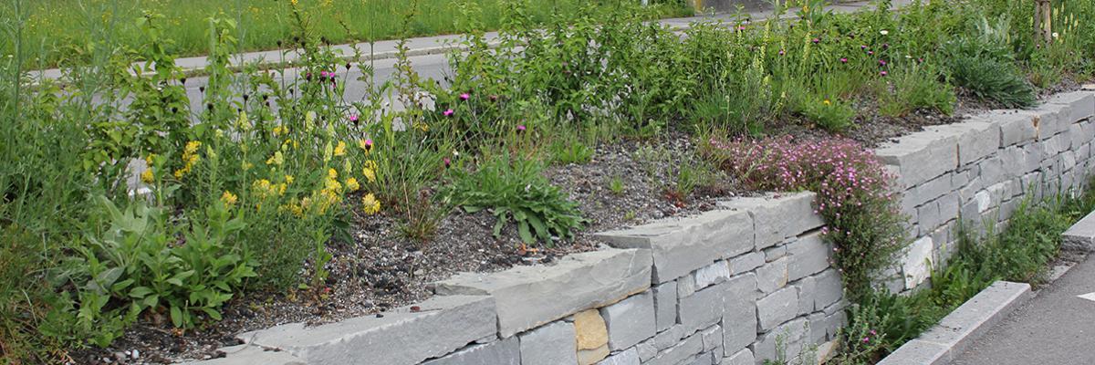 Selbstversorger Im Garten Buntes Wildstaudenbeet Anlegen Garten