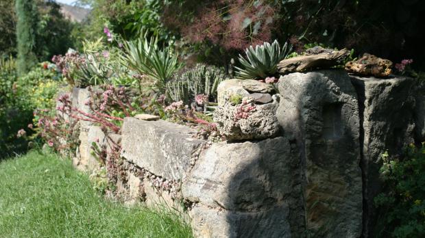 Exotisch bepflanzte Trockensteinmauer