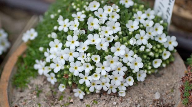 Alpine Pflanzen Fur Steingarten Und Alpinenhaus Garten Diybook At