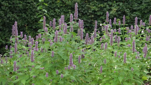 Blühender Anisysop im Garten