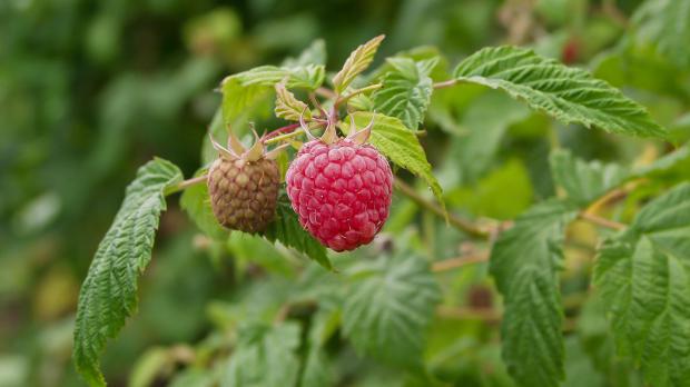 Reifende Himbeere am Strauch