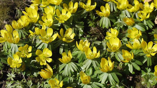 Gelbe Winterlinge im Garten