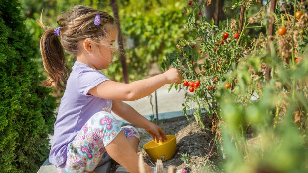 Mädchen sammelt im Garten Tomaten