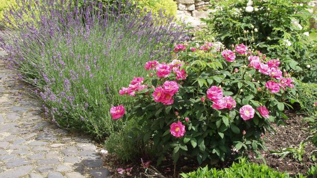 Rosenarten: Gartenrosen im Überblick - Garten @ diybook.at