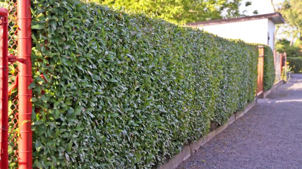 Dichte Ligusterhecke zur Straßenseite