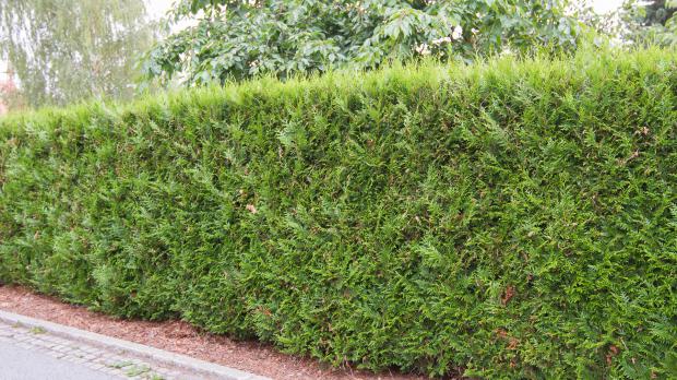 Blickdichte Hecke aus Koniferen