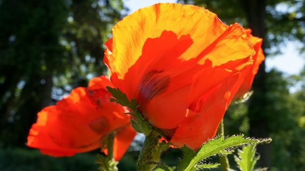 Auffällige Blüte des türkischen Mohns