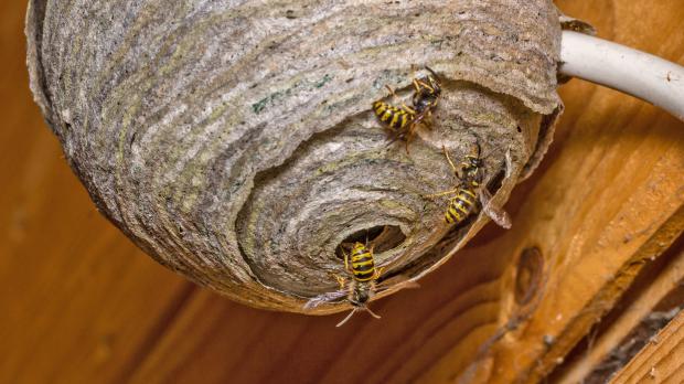 How Many Types Of Nests Can Wasps Build How Many Types Of Nests Can Wasps Build