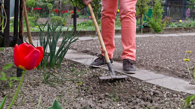 Aussaat von Sommerblumen Tipps & Tricks beim Samen pflanzen diybook.at
