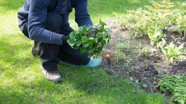 Haselwurz für Schleppenpflanzung vorbereiten Haselwurz für Schleppenpflanzung vorbereiten