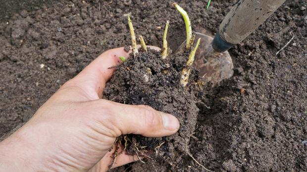 Blumenzwiebeln pflanzen Ausgraben, vermehren und umpflanzen