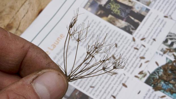 Saatgut selber machen Im Garten Samen ernten Tipps & Tricks