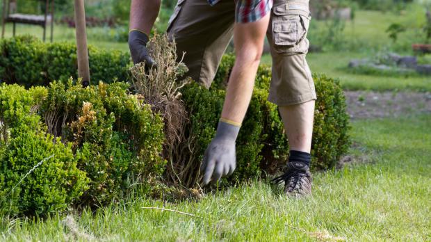 Tote Pflanze aus hecke entfernen