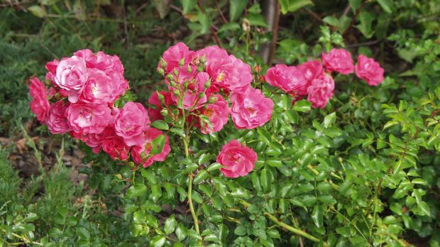 Rosenarten: Gartenrosen im Überblick - Garten @ diybook.at