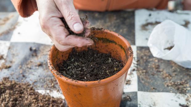 Zweite Schicht Substrat über Samen streuen