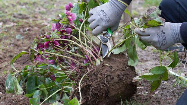 Lenzrosen teilen und verjüngen Garten diybook.at