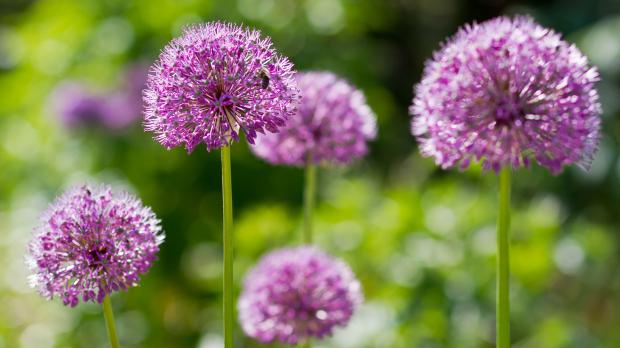 Kugelblüten des Zierlauchs