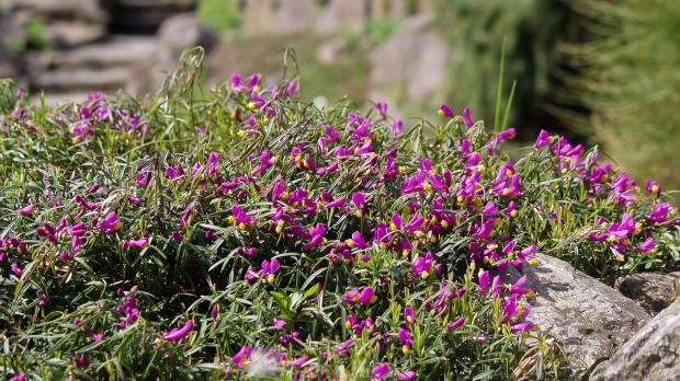 pflanzen fur steingarten kreuzblumen auf terrassierung im schattig pflanzen fur steingarten kreuzblumen auf terrassierung im schattig
