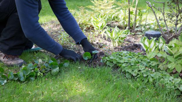 Teilungsstücke am Beetrand anordnen Teilungsstücke am Beetrand anordnen