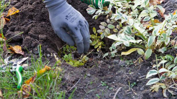 Pflanzloch mit stacheligen Zweigen auslegen